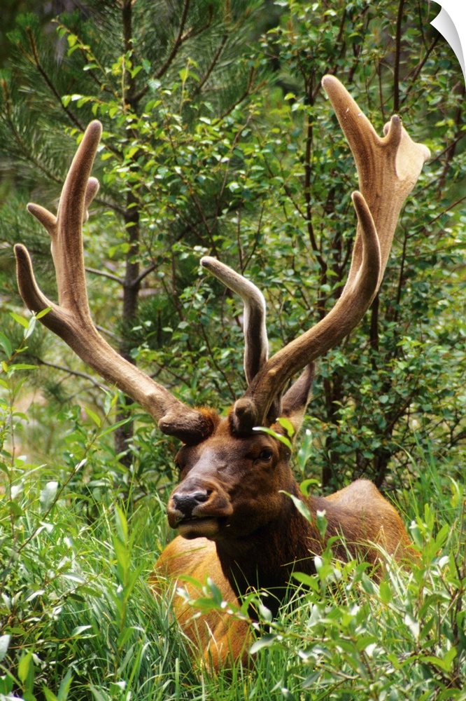 Colorado: Rocky Mountain National Park, near Fall River Entrance Station, male elk ("Cervus elaphus") with six-tine rack, ...