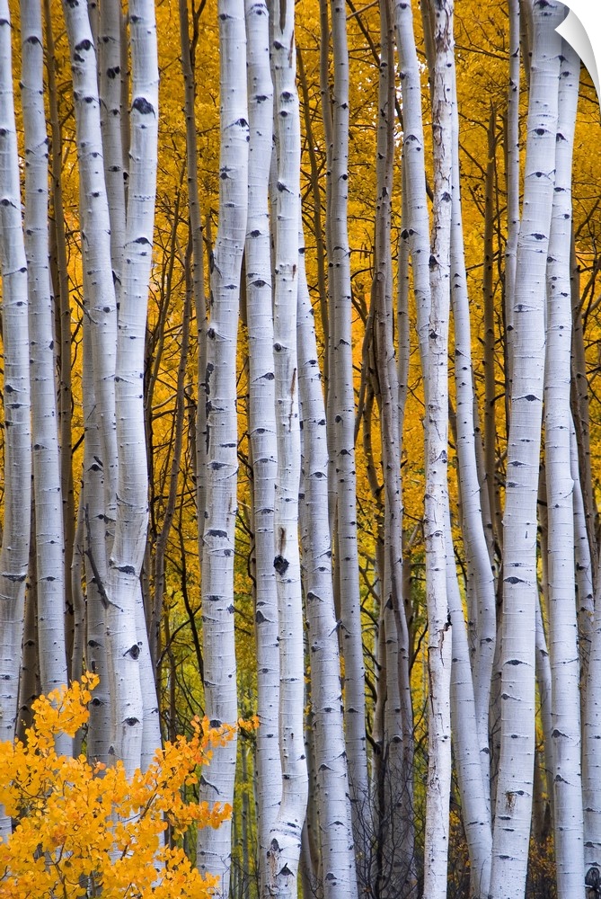USA, Colorado, Rocky Mountains.  Intimate scene of aspen forest in fall.
