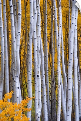 Colorado, Rocky Mountains. Intimate scene of aspen forest in fall