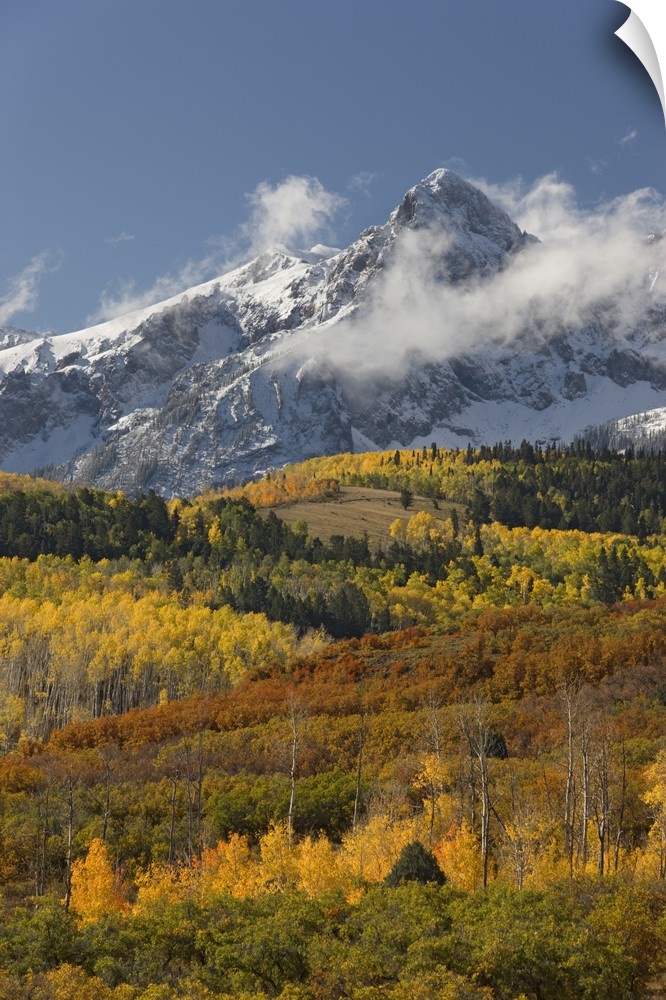 USA, Colorado, San Juan Mountains, Uncompahgre National Forest. Autumn-colored forest and a snowy mountain in the Sneffels...