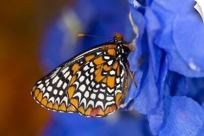 Colorful Baltimore Checkered Spot Butterfly