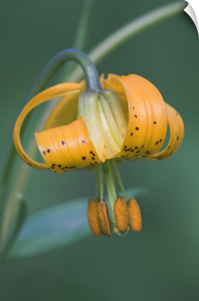 Washington, Olympic National Park, Columbia Lily (Lilium columbianum).