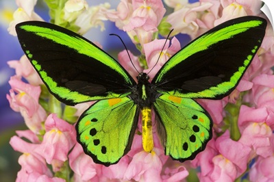Common Green Birdwing or the Priams Birdwing, Male, Ornithoptera primes