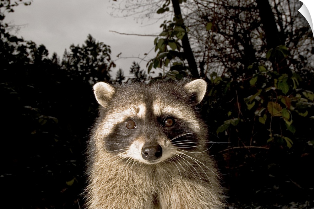 Common raccoon, Procyon lotor, Stanley Park, British Columbia