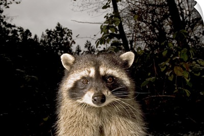 Common raccoon, Stanley Park, British Columbia, Canada