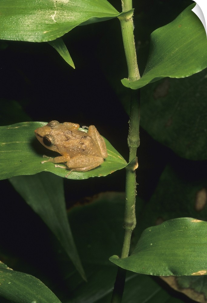Coqui frog on leaf, El Yunque Forest, Puerto Rico.