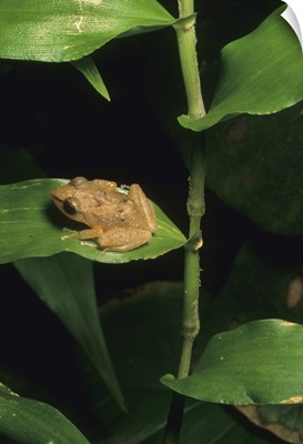 Coqui frog on leaf, El Yunque Forest, Puerto Rico