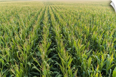 Corn Field, Marion County, Illinois