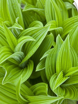 Corn lilly aka False Hellebore in Glacier National Park in Montana