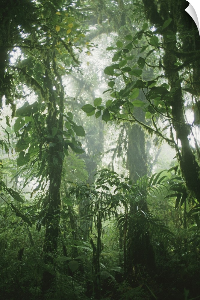 Costa Rica, Monteverde, Monteverde Cloud Forest Reserve.