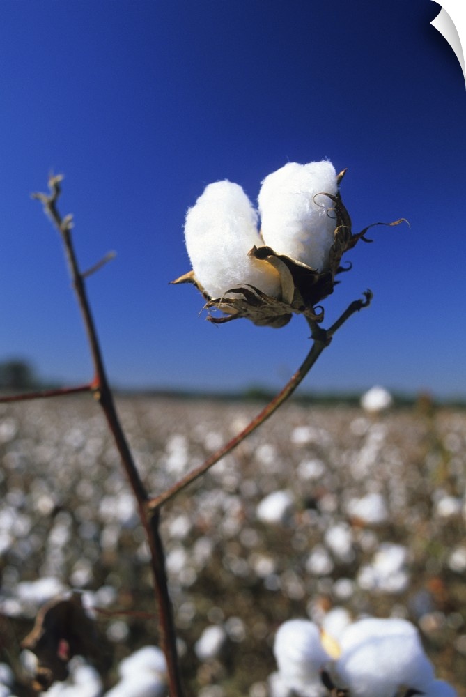 Cotton ready for harvest.