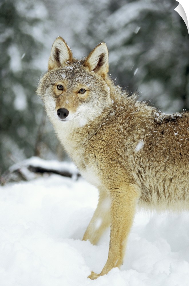 Coyote (Canis latrans) in the snow in the foothills of the Takshanuk mountains, northern southeast Alaska.