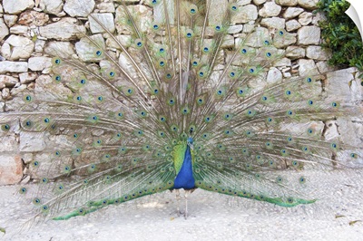 Croatia, Dubrovnik, Lokrum Island, Peacock Courtship Display
