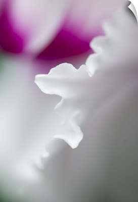 Cyclamen flower close-up