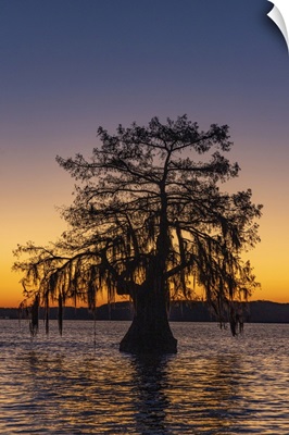 Cypress Trees At Sunrise In Autumn At Lake Dauterive Near Loreauville, Louisiana, USA