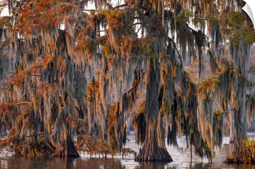 Cypress trees in autumn at Lake Martin near Lafayette, Louisiana, USA.