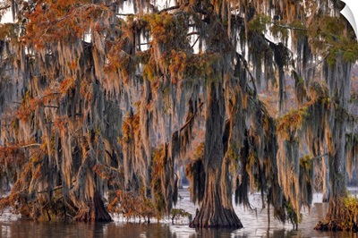 Cypress Trees In Autumn At Lake Martin Near Lafayette, Louisiana, USA