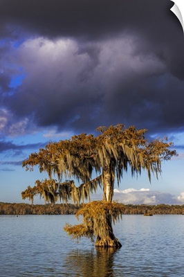 Cypress Trees In Autumn At Lake Martin Near Lafayette, Louisiana, USA