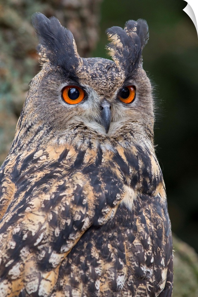 Czech Republic, Liberec. Eagle owl. Falconry Show. Castle of Sychrov, Castle Park.