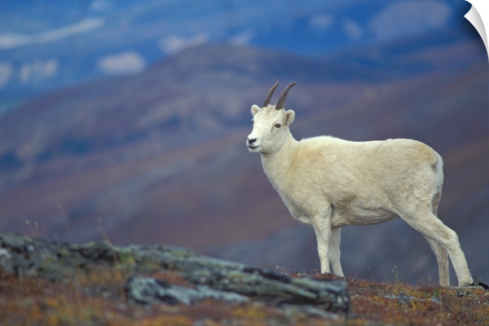 Dall sheep (Ovis dalli), ewe on Mount Margaret, Denali National Park, Interior, Alaska.