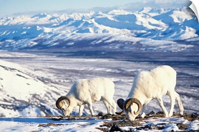 Dall sheep pair foraging on a snow-covered hillside in Denali National Park, Alaska