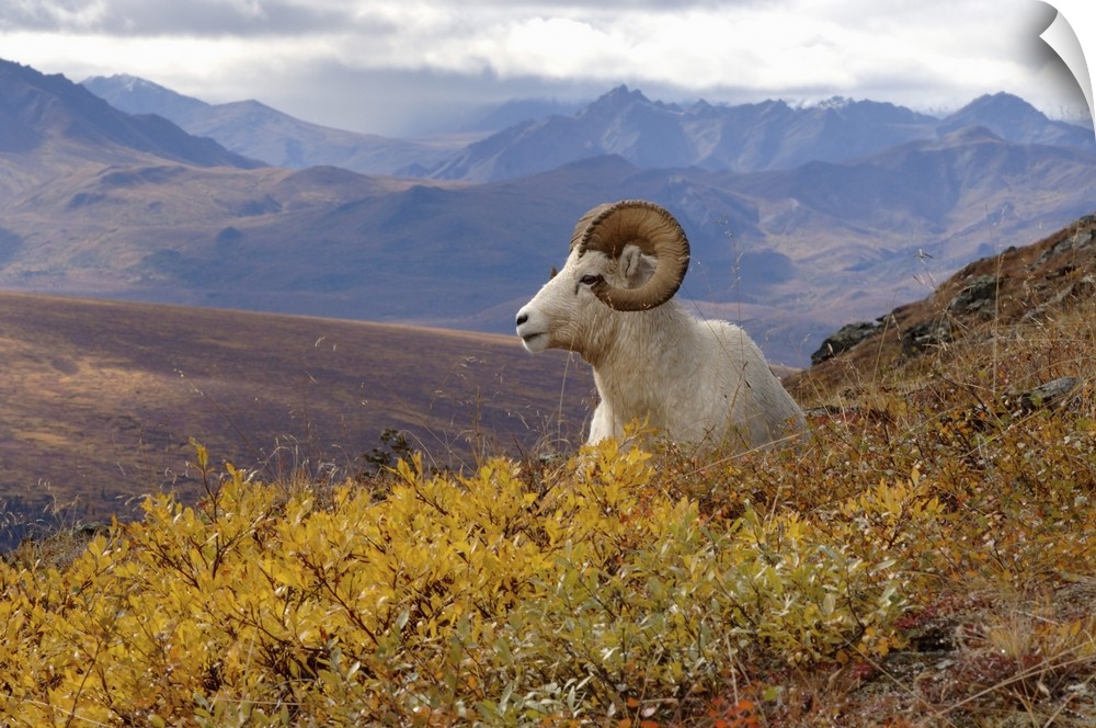 Dall Sheep (Ovis dalli) ram resting on a hillside during fall colors, Mount Margaret, Denali National Park, Interior, Alaska.
