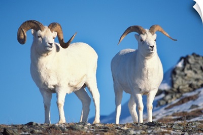 Dall sheep rams on Mount Margaret, Denali National Park, interior of Alaska