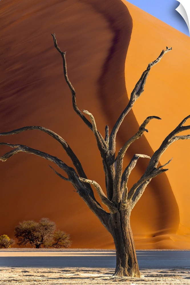 Namibia, Sossusvlei, Namib-Naukluft National Park. Composite of dead tree and sand dune.
