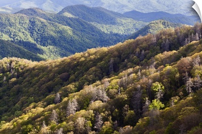Deep Creek Valley in early spring, Great Smoky Mountains National Park, North Carolina