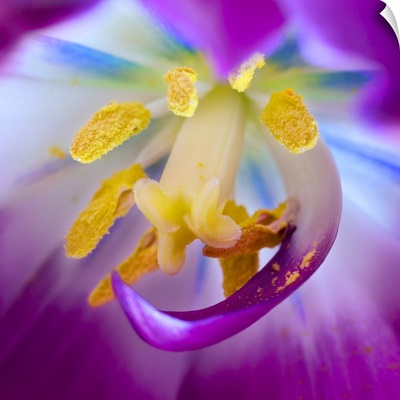 Detail of tulip stamen, pestle, and pollen