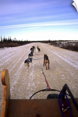 Dog sledding team on the tundra near Churchill Northern Studies Centre, Canada