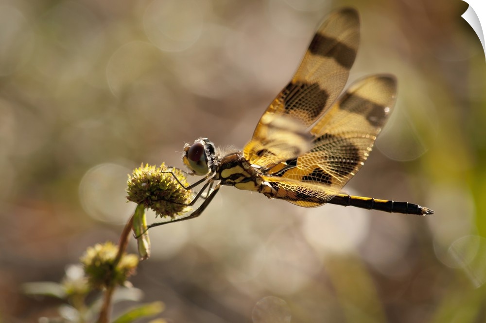 dragonfly, Loxahatchee NWR, Florida