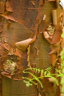 Dramatic pattern and color in peeling paperbark with fern