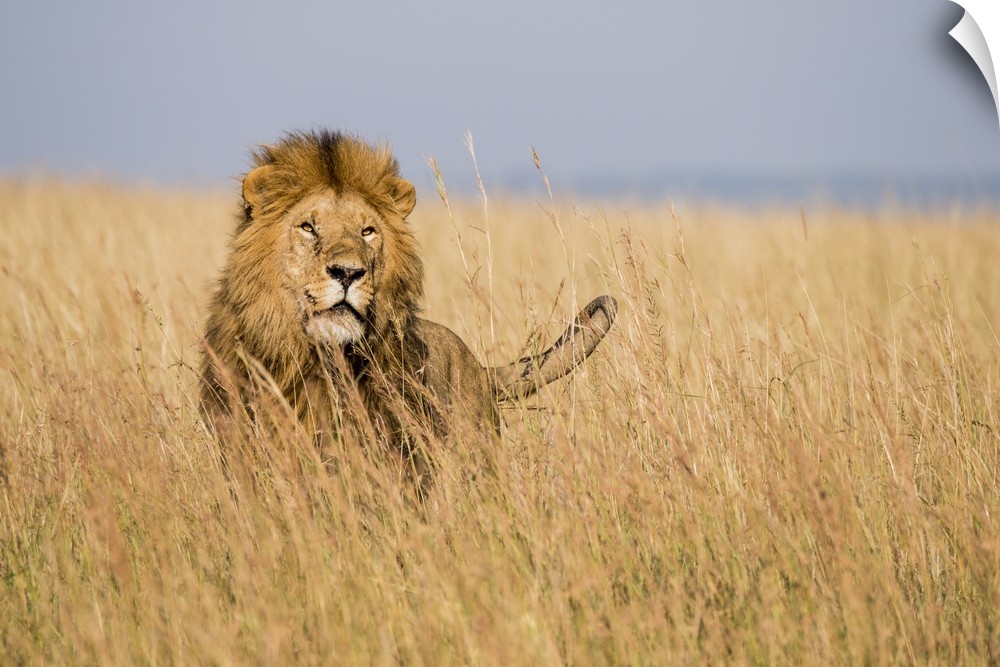 East Kenya, Maasai Mara National Reserve, Mara Conservancy, Mara Triangle, male lion.