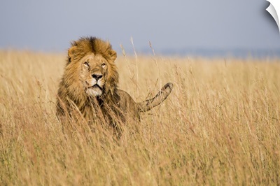 East Kenya, Mara Conservancy, male lion
