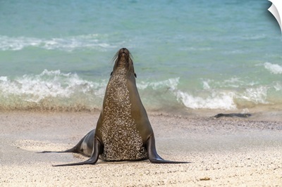 Ecuador, Galapagos National Park, Espanola Island, Sea Lion On Beach