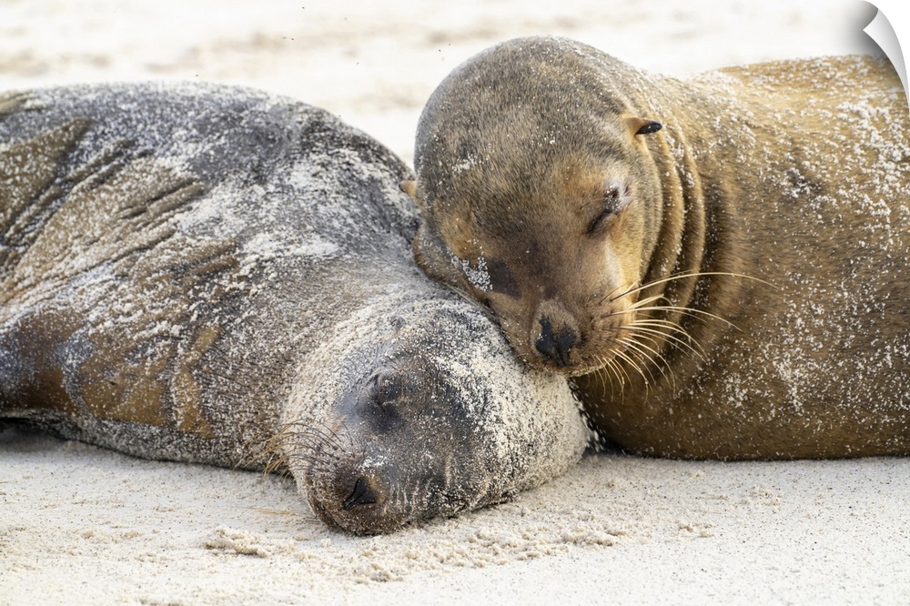 Ecuador, Galapagos National Park, Espanola Island. Sea lions sleeping on beach.
