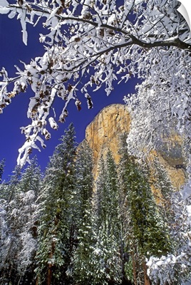 El Capitan framed by snow-covered black oaks in winter, Yosemite