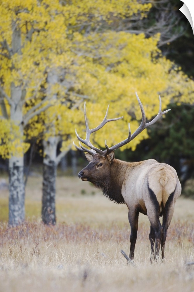 Elk, Wapiti, Cervus elaphus, bull with aspentrees with fallcolors, Rocky Mountain National Park, Colorado, USA, September ...