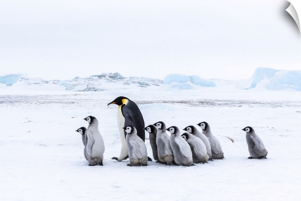 Snow Hill Island, Antarctica. Emperor penguin chicks tag along with any adult for security.
