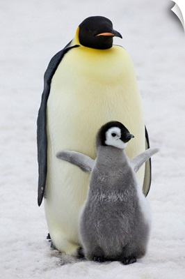 Emperor Penguin Parent With Chick, Snow Hill Island, Antarctica