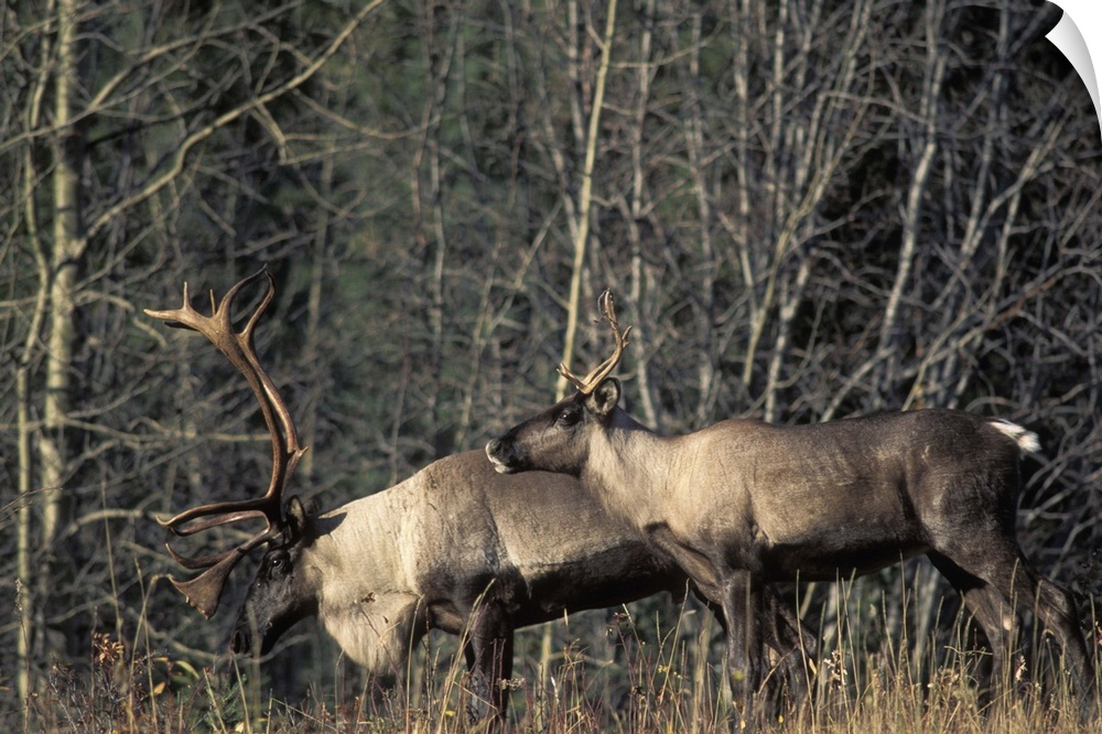 Endangered woodland caribou, Rangifer tarandus, bull and a cow along a forest in the southern Yukon, Canada