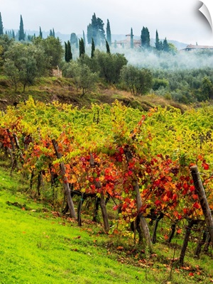Europe, Italy, Tuscany, Chianti, Autumn Vinyards Rows With Bright Color