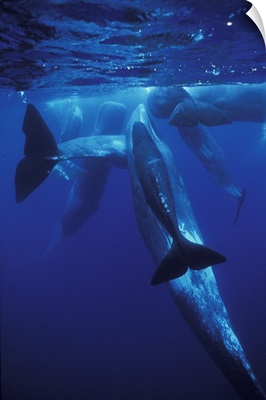 Europe, Portugal, Azores. Sperm whales