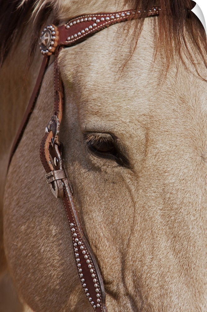 Face of a Quarter Horse in the Big Horn Mountain of Shell, Wyoming.