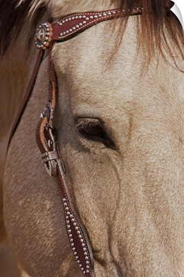 Face of a Quarter Horse in the Big Horn Mountain of Shell, Wyoming