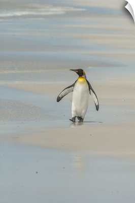 Falkland Islands, East Falkland, Volunteer Point. King penguin walking on beach