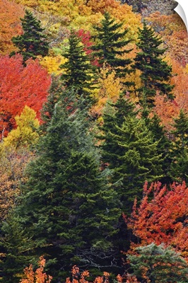 Fall colors in the Appalachian Mountains, North Carolina