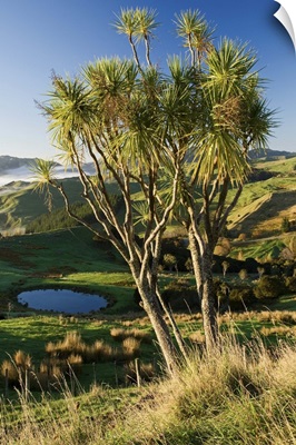 Farmland near Martinborough, Wairarapa, North Island, New Zealand