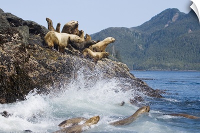 Female and juvenile steller sea lions on rookery, British Columbia, Canada